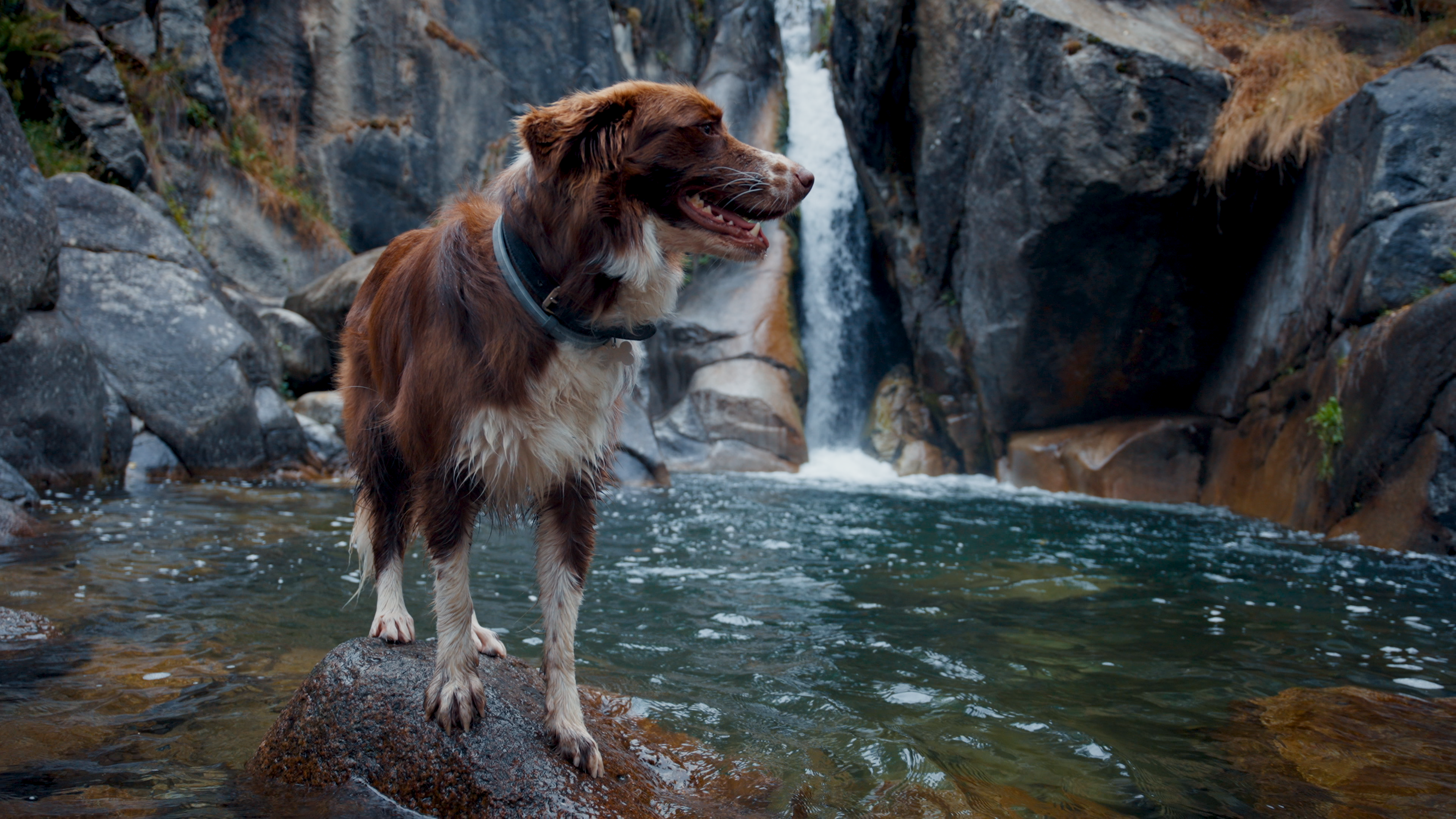 Don’t Wait Until It’s Too Late: Why Proactive Pet Nutrition Matters
