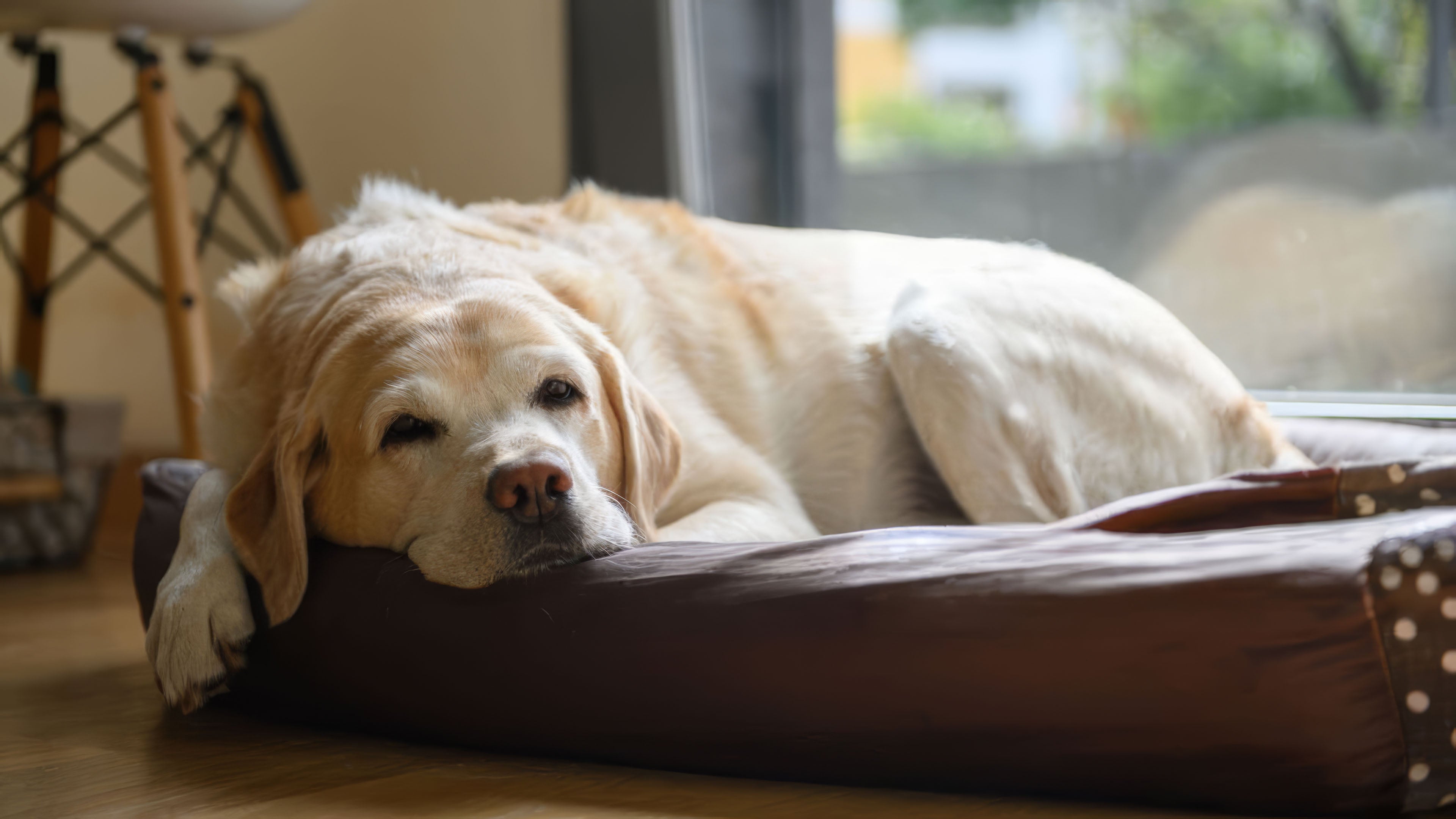 How to Choose the Best Dog Joint Supplements in Australia for Optimal Canine Joint Health