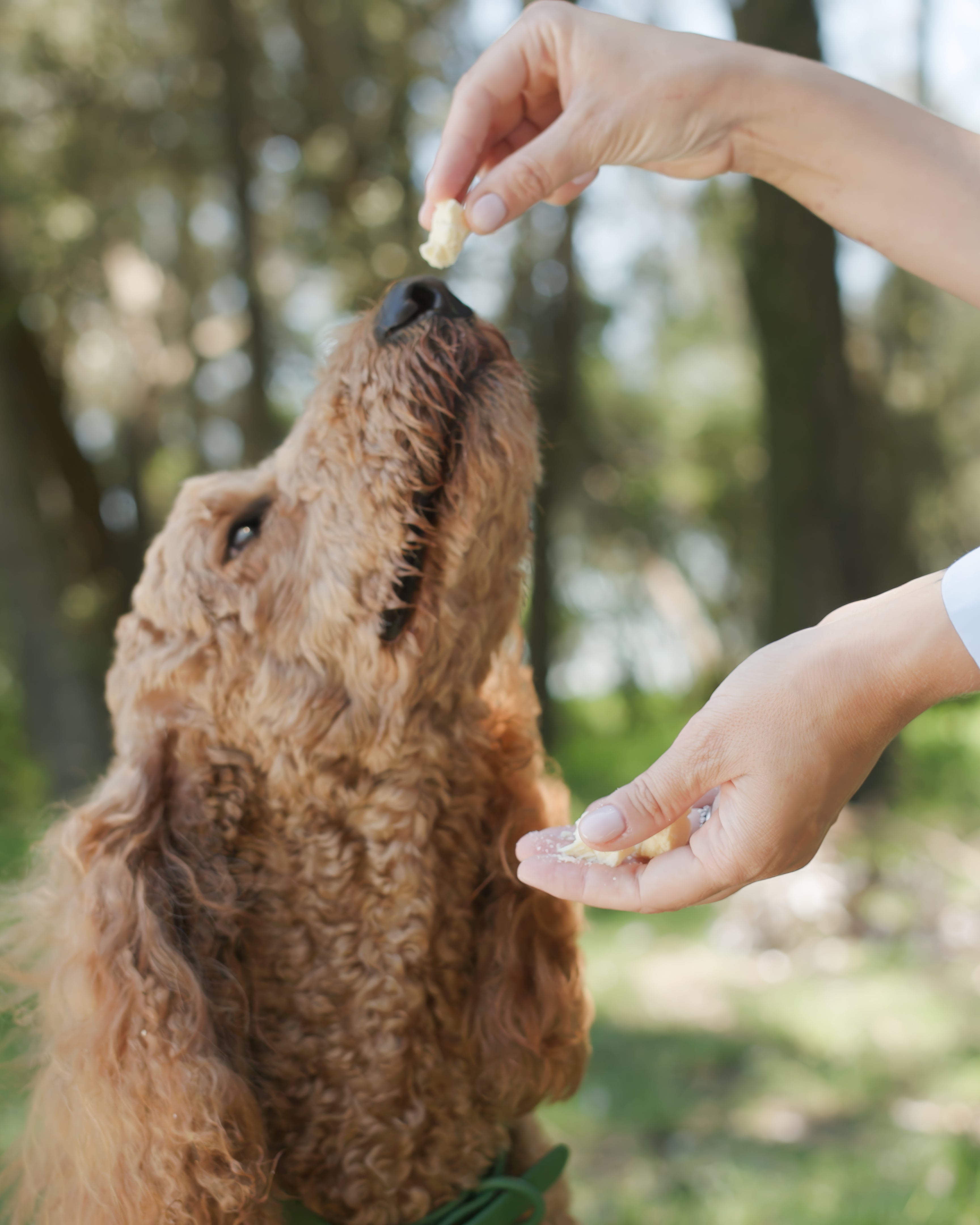 Healthy Reward Bites